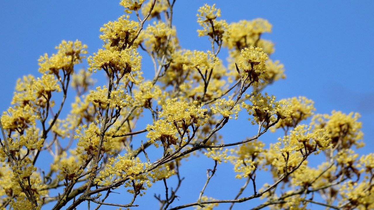 Workshop_Tierfreundliche_Sträucher_Bildquelle_pixabay-AnnetteMeyer Strauch mit gelben Blüten